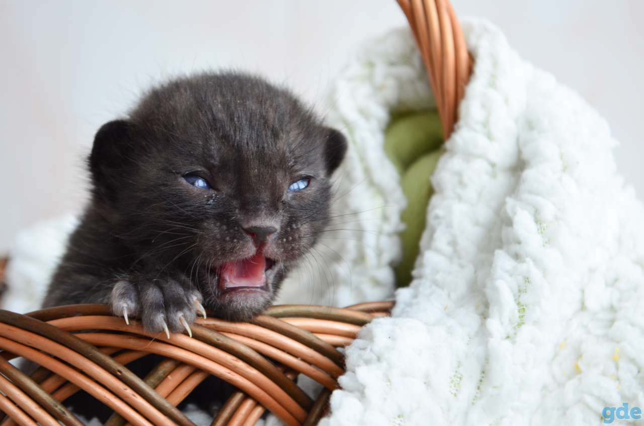 Бенгальский котенок меланистик, фотография 1
