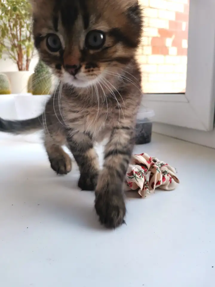 Отдам котят, фотография 3