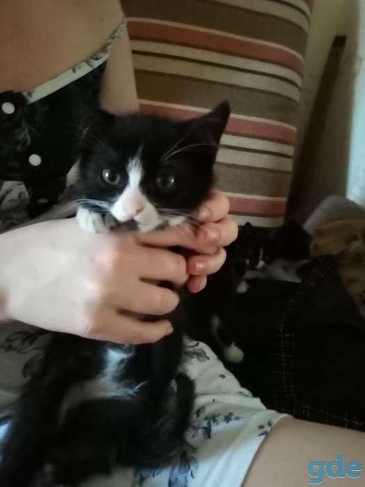 Котята даром, фотография 4