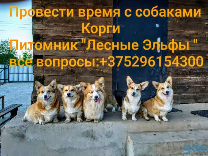 Провести время с собаками корги., фотография 1