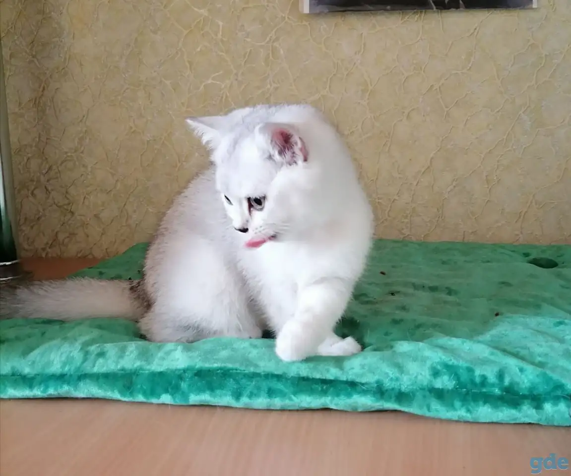 Британские котята, фотография 2