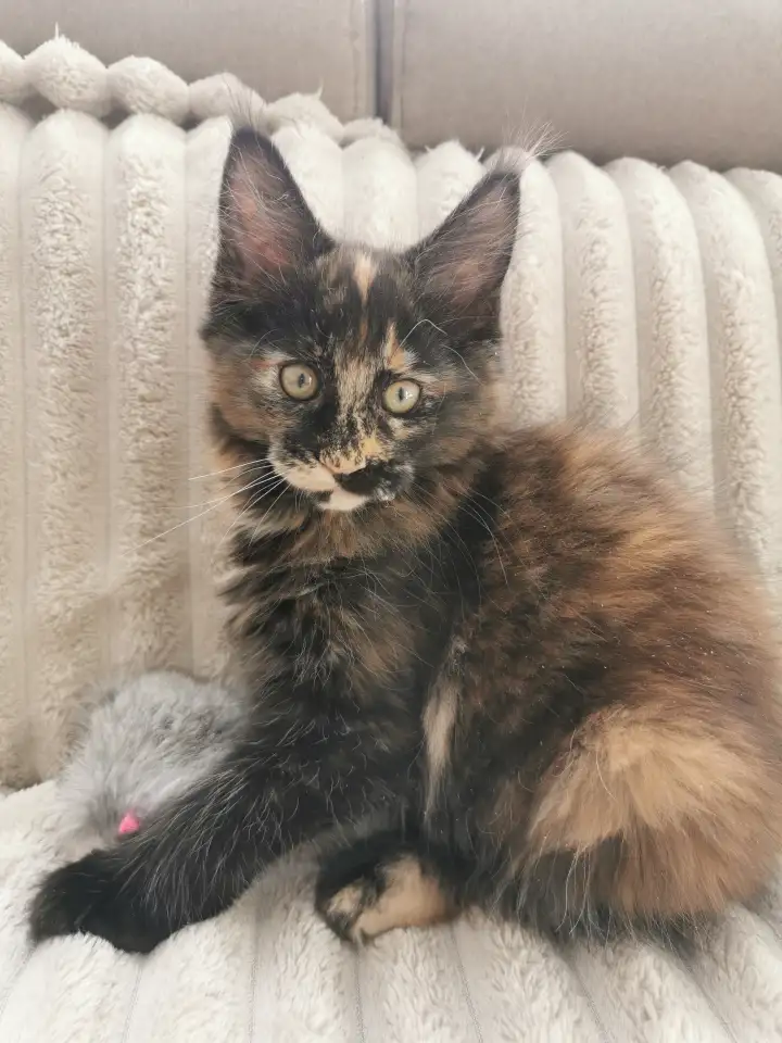 Котята Мейн Кунчики, фотография 6