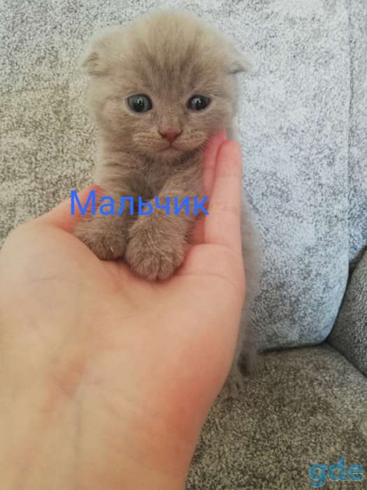 Шотландские котята, фотография 3