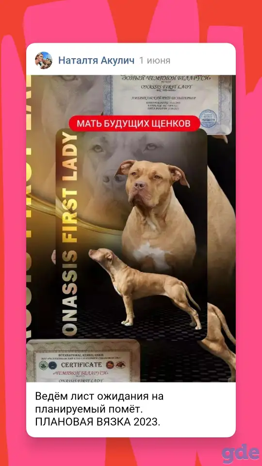 Питбуль. Щенки питбуля. Американский питбультерьер, фотография 2