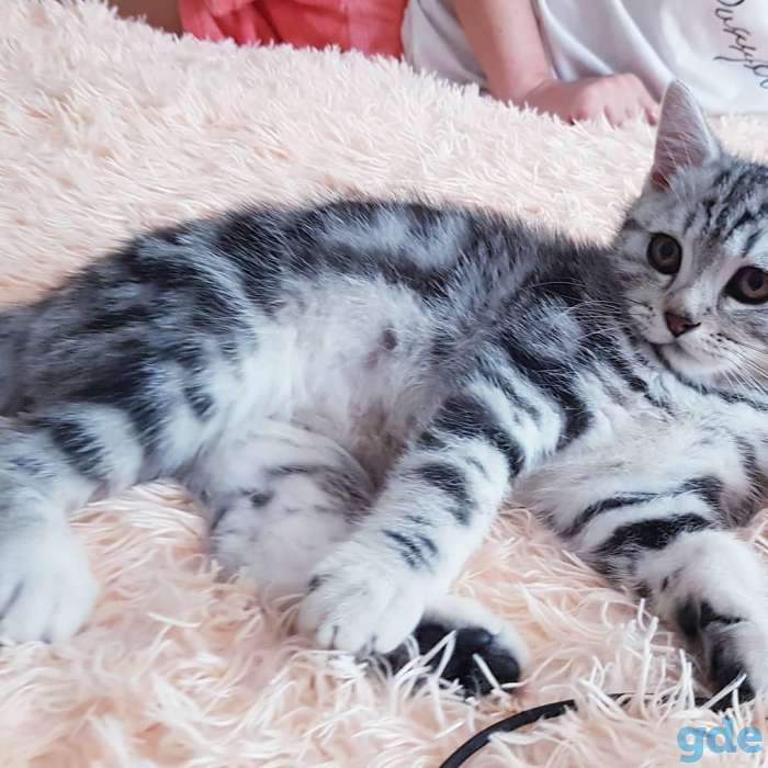 Щотланский котик., фотография 1