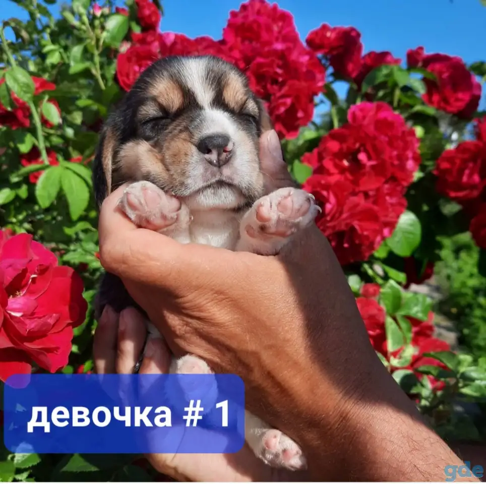 Щенки Бигля., фотография 6