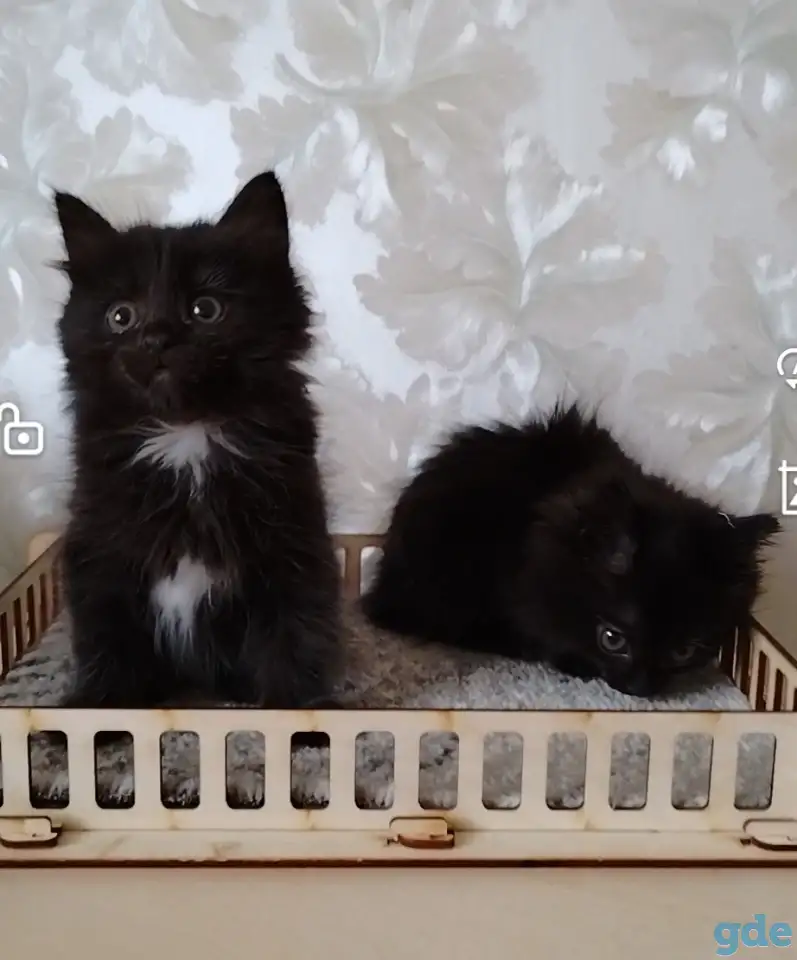 Курильский бобтейл котята, фотография 1