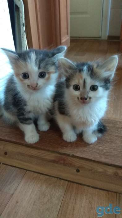 Котятам нужен дом., фотография 1