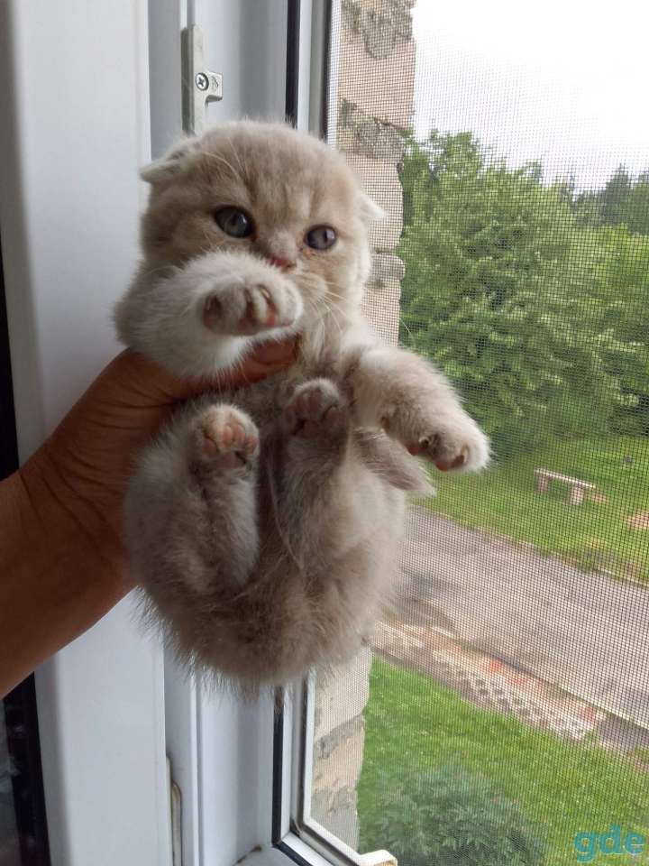 Шотландские котята, фотография 3