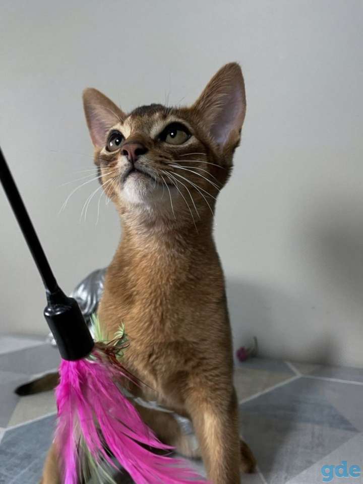 Абиссинский котенок, фотография 3