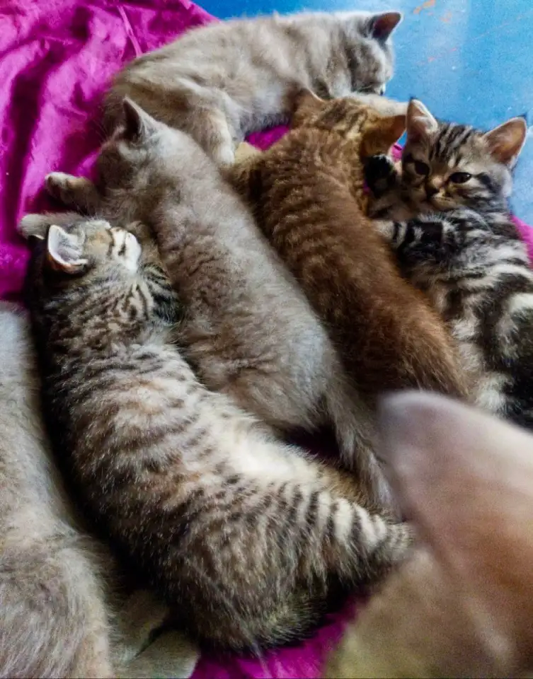 Шотландские котята. Скоттиш-страйт, фотография 2