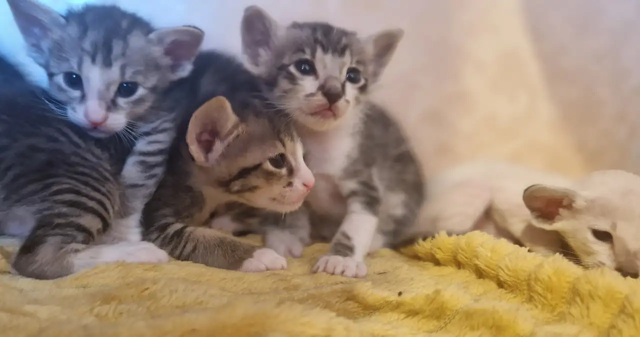 Ориентальные котята, фотография 8