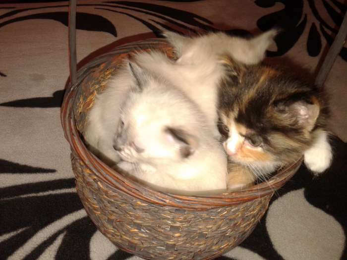 отдам котяток, фотография 1
