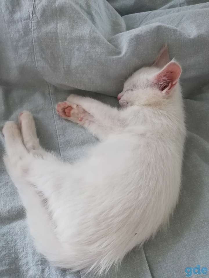 Белая кошечка, фотография 4