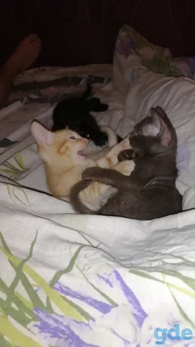 Котята донского сфинкса, фотография 3