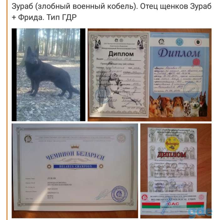Немецкие овчарки тип ГДР, фотография 2