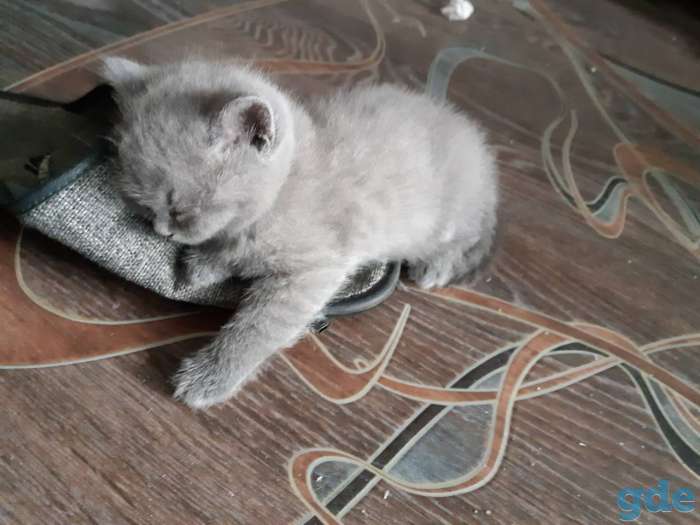 Британские котята, фотография 3