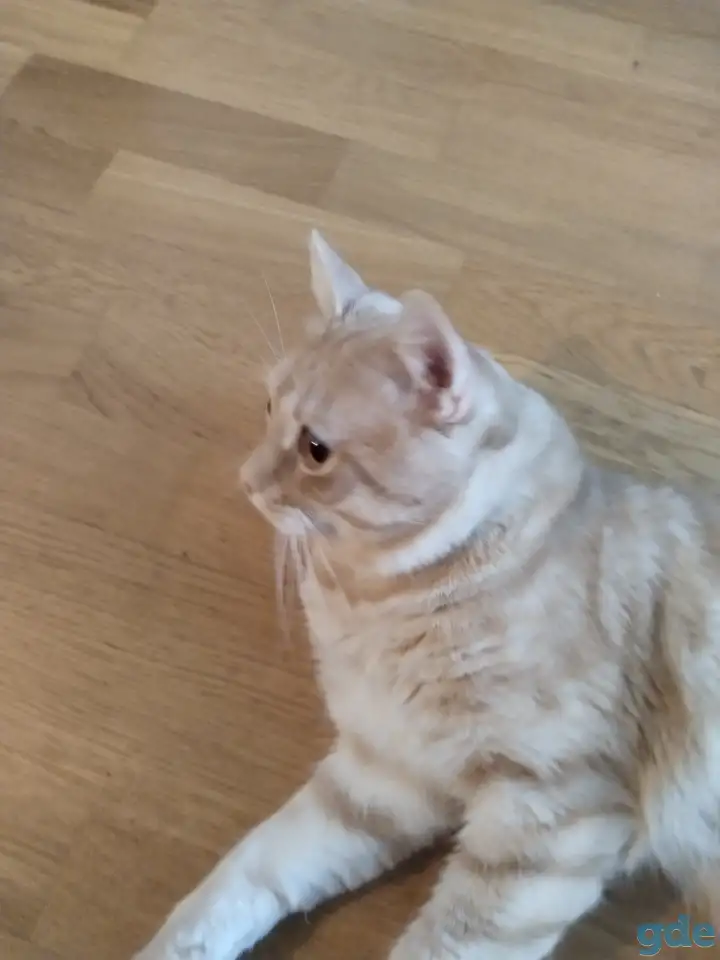 Отдам кота в хорошие руки, фотография 1