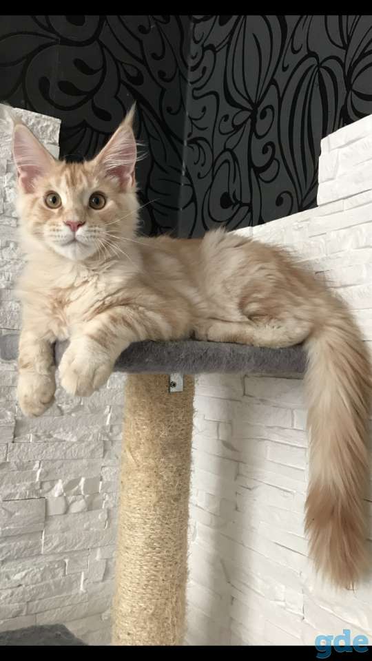 Котёнок мейн-кун, фотография 2