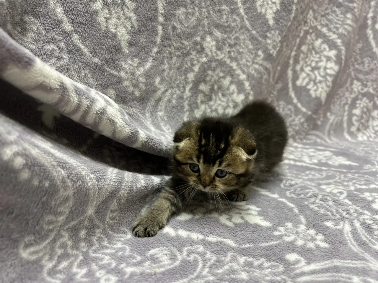Шотландские котята, фотография 2