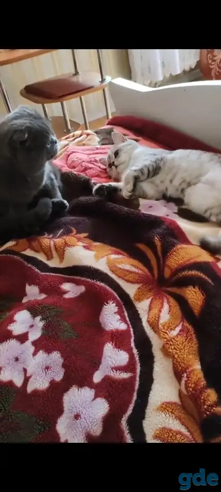 Шотландские котята, фотография 12
