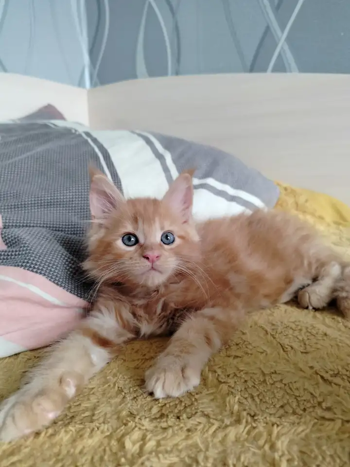 Мейн кун котята, фотография 7