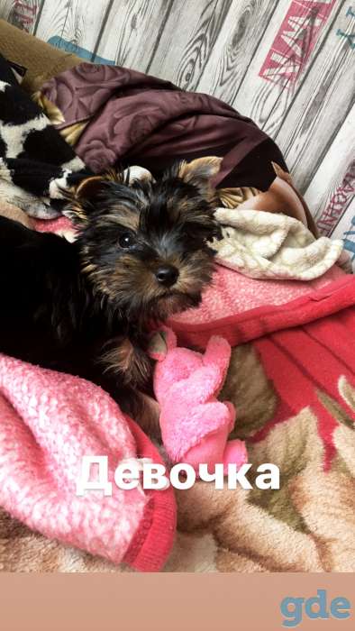 Щенки Йорка, фотография 1