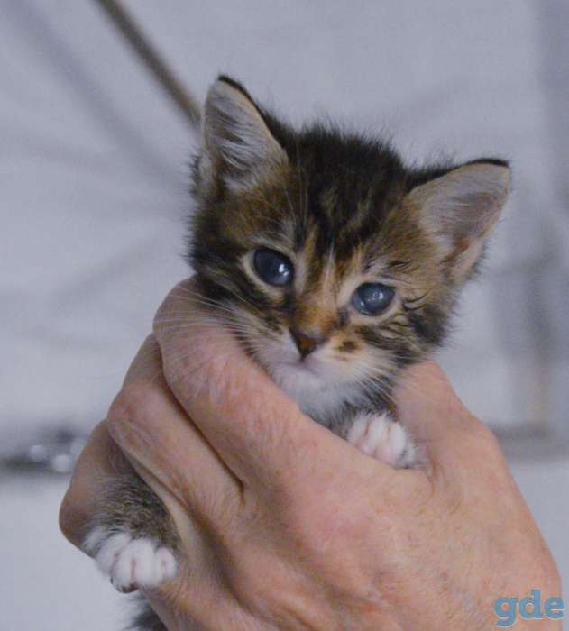 Котята бесплатно., фотография 8