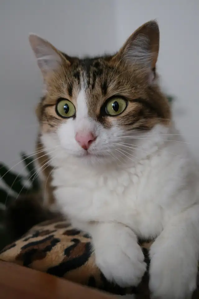 кошки, фотография 1