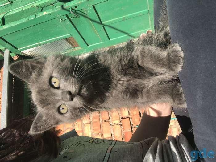 Отдам в хорошие руки, фотография 2
