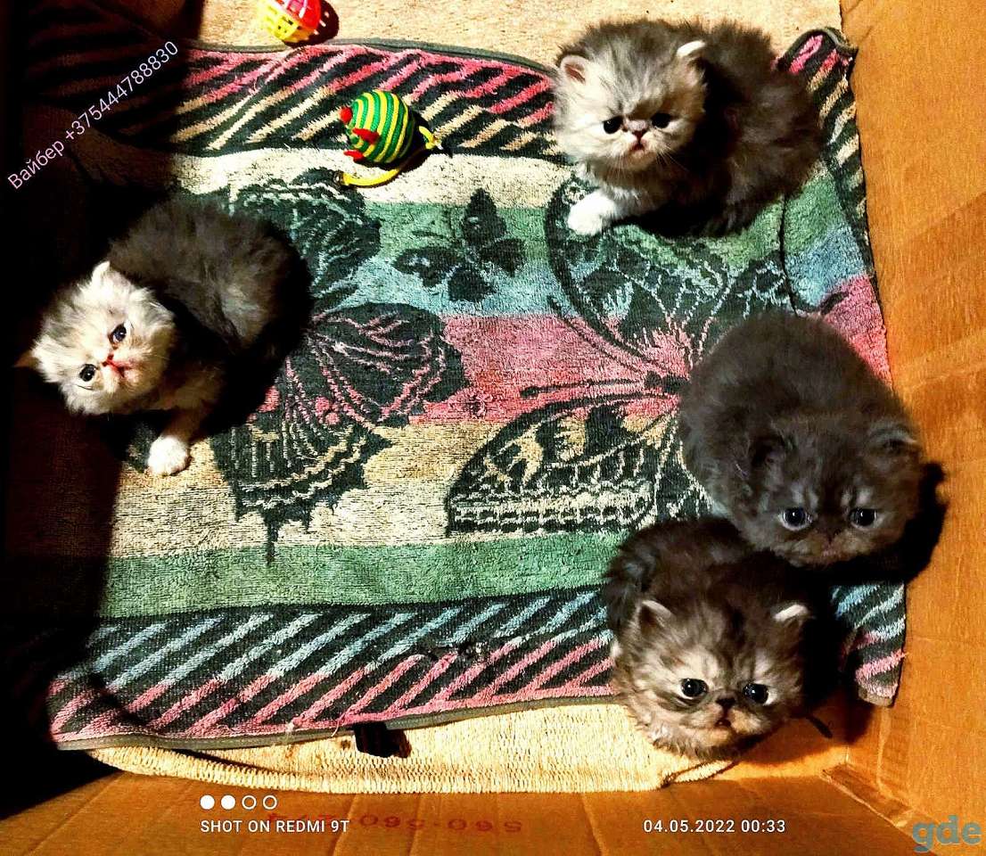 Персидские котята экстремального типа. Персы., фотография 14