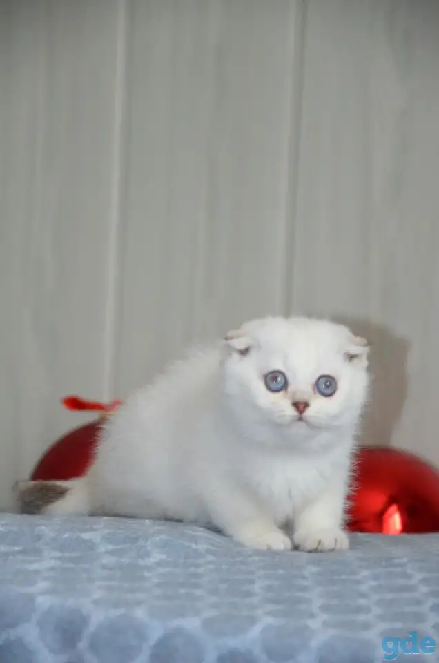 Шотландские котята, фотография 4