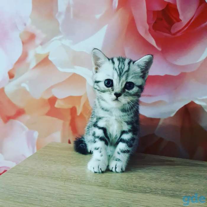 Шотландские котята, фотография 9