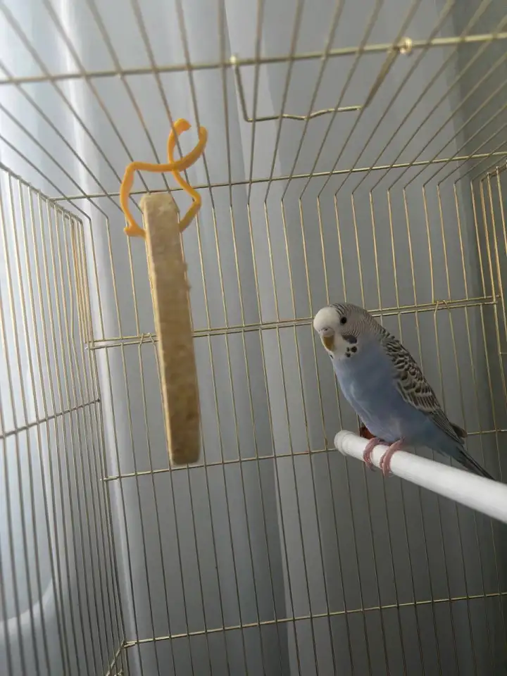 Попугай с клеткой, фотография 3