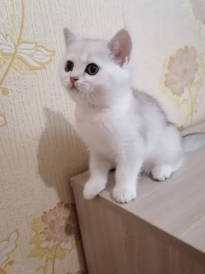 Британская кошечка, фотография 1