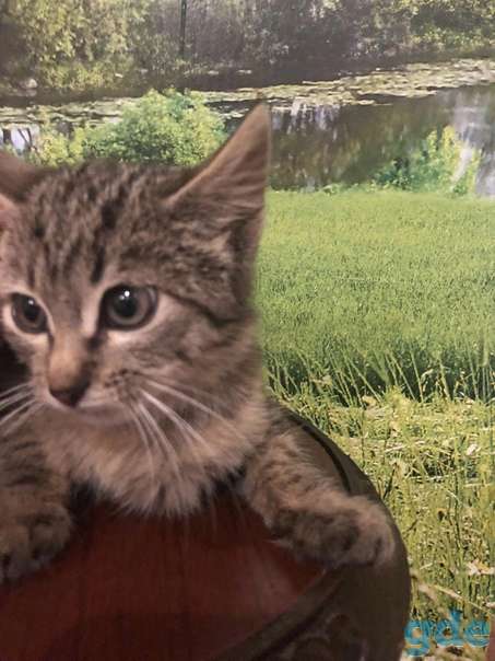 Котенок ищет дом, фотография 1
