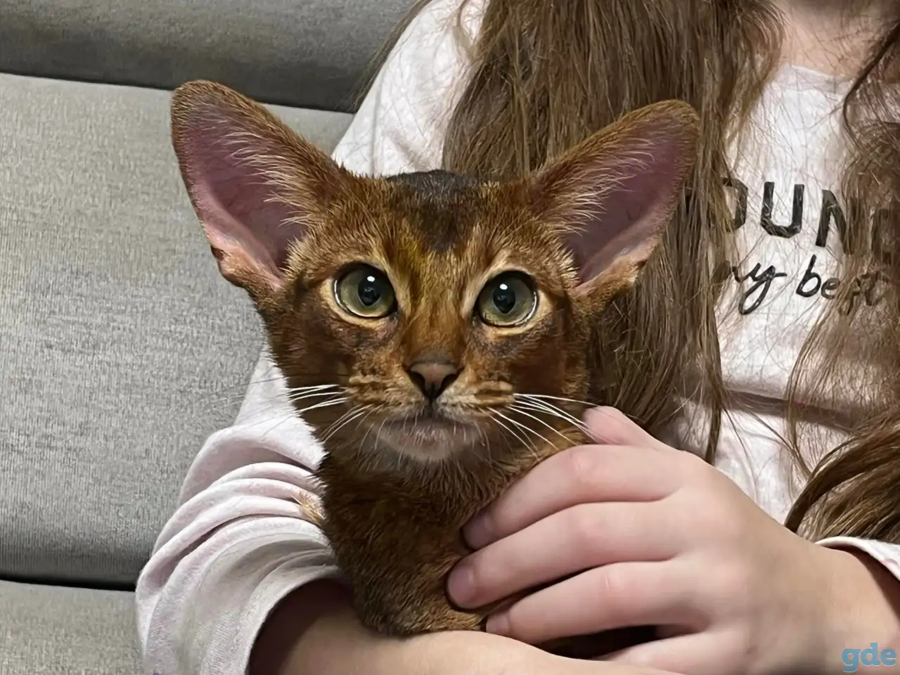 Абиссинские котята из питомника, фотография 1