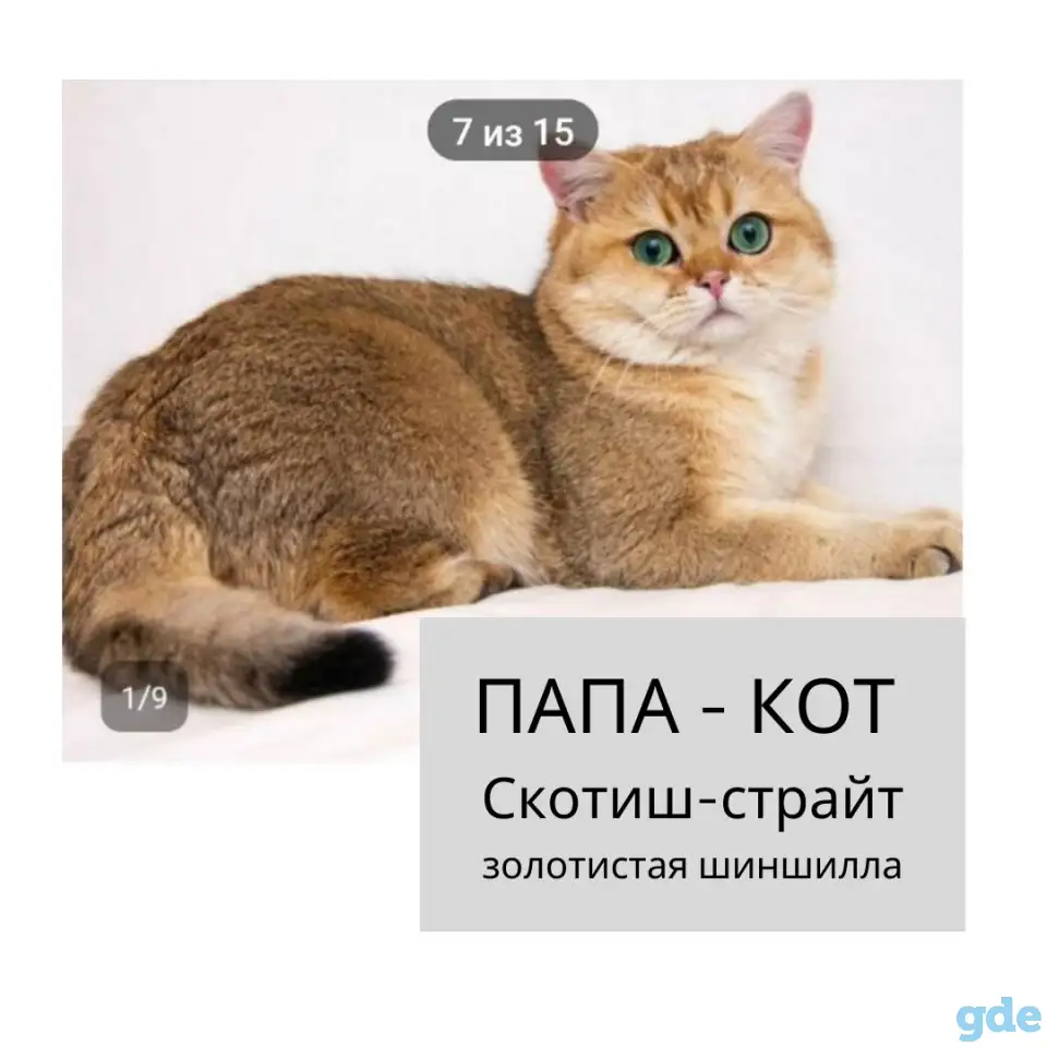 Продам шотландских  котят, фотография 6