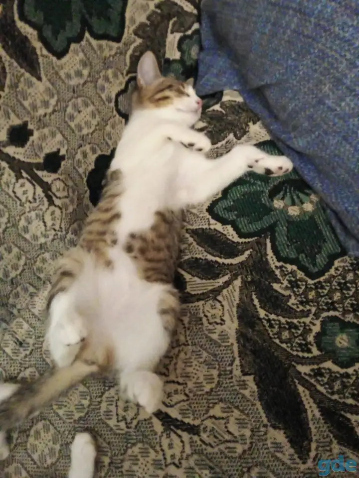 Котята в добрые руки, фотография 4