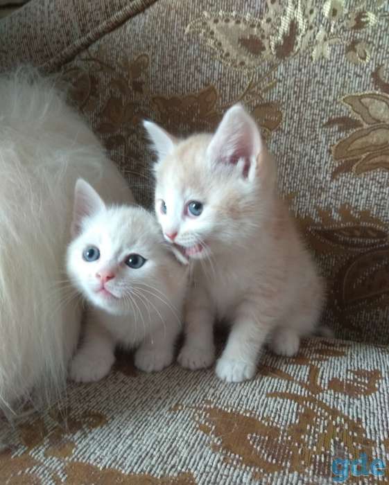 Британские котята, фотография 3