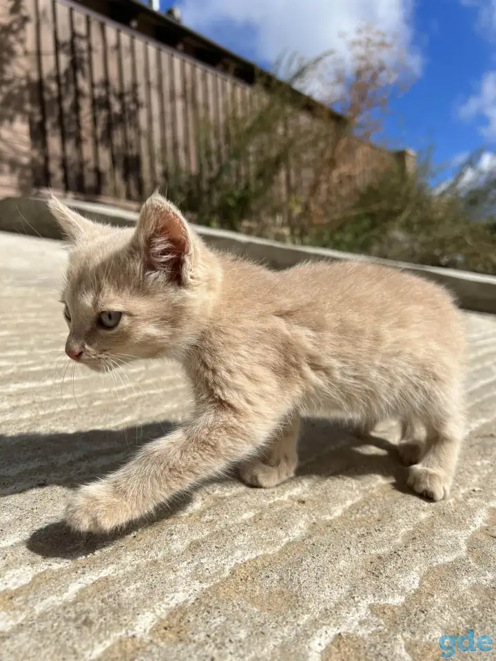 Котёнок (1 мес) в дар, фотография 7