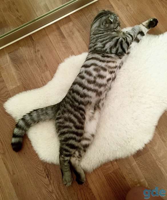отдам кота в добрые руки, фотография 2