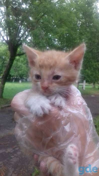 Котята даром, фотография 1