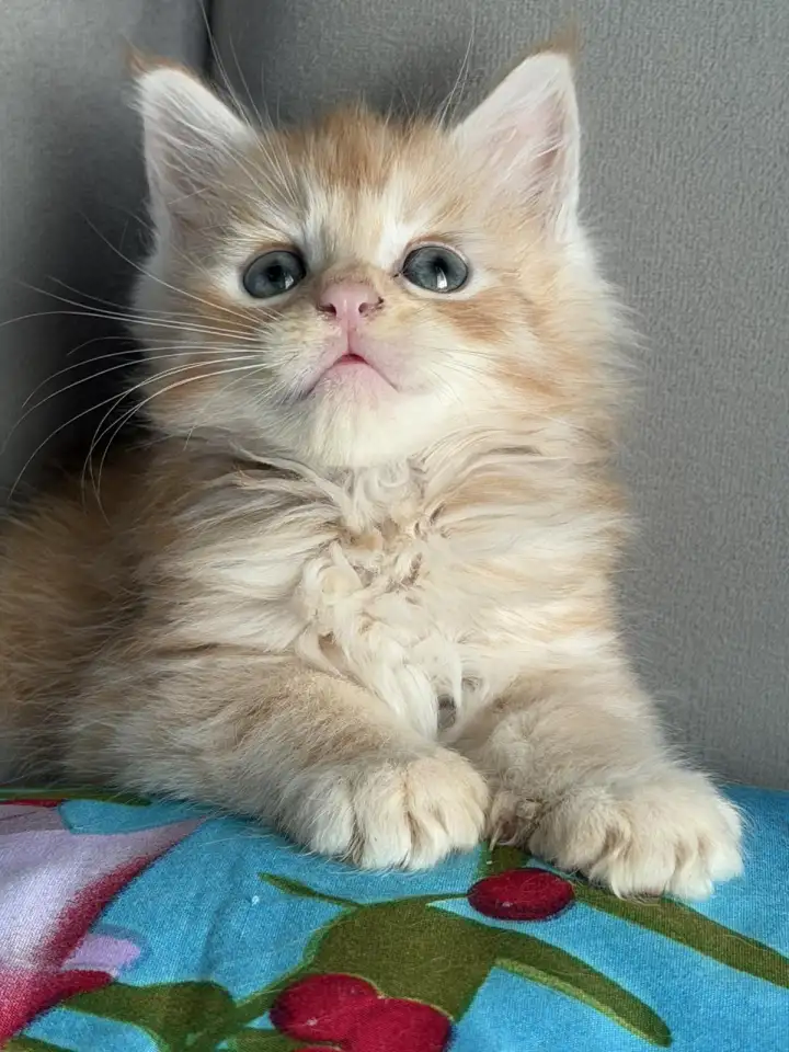 Котята Мейн-кун, фотография 8