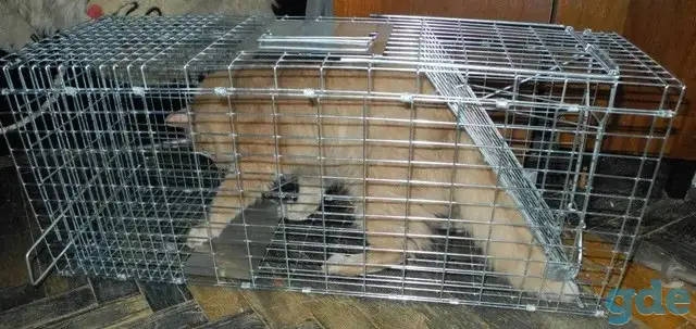 Котоловка напрокат, фотография 2