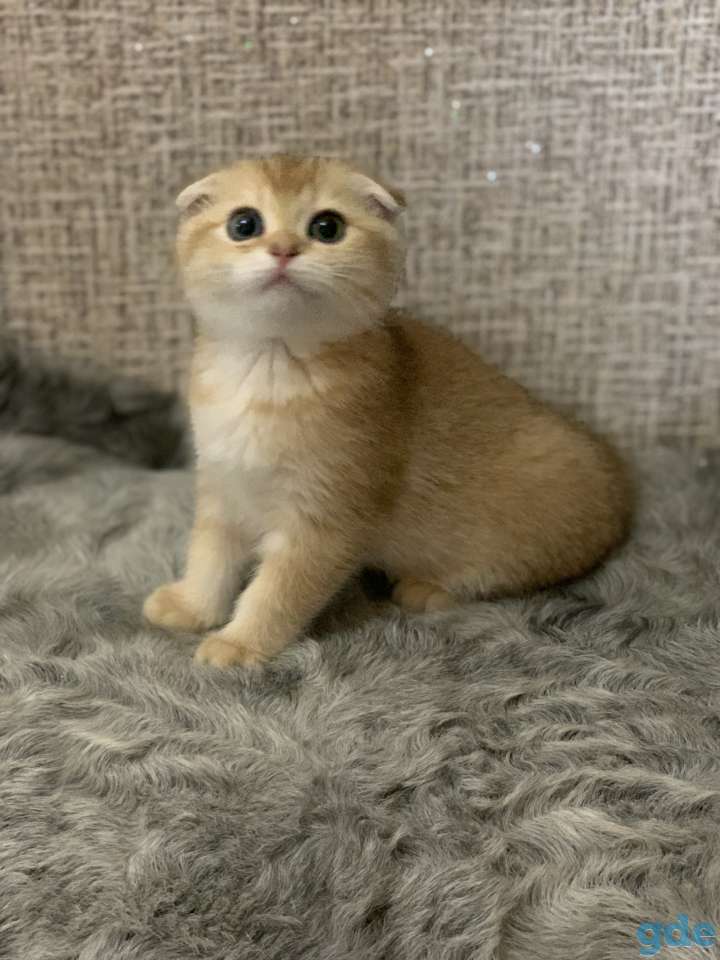 Шотландская кошечка, фотография 3