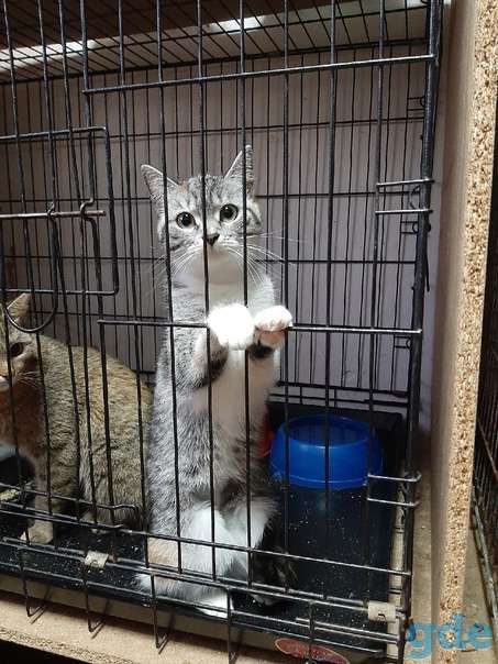 Кошечка ищет дом, фотография 1