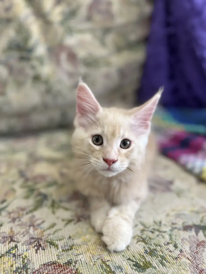 Котенок породы мейн-кун, фотография 1