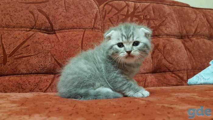 Шотландские Вислоухие и Прямоухие котята, фотография 6