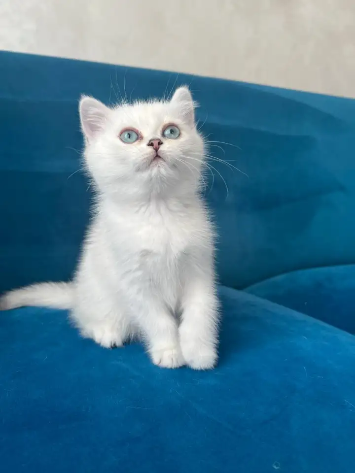 Британские котята, фотография 8